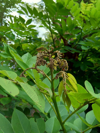 dalbergialatifolia索诺克林萨纳克林紫檀自然背景