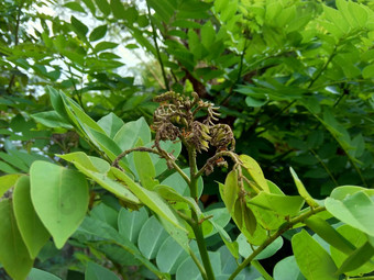 dalbergialatifolia索诺克林萨纳克林紫檀自然背景