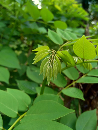 dalbergialatifolia索诺克林萨纳克林紫檀自然背景