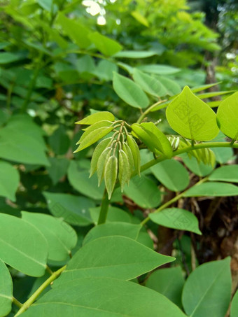 dalbergialatifolia索诺克林萨纳克林紫檀自然背景