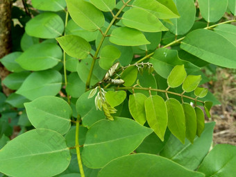 dalbergialatifolia索诺克林萨纳克林紫檀自然背景