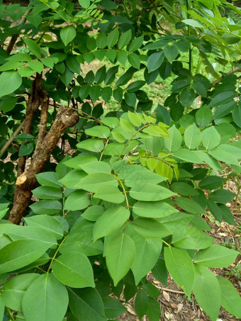 dalbergialatifolia索诺克林萨纳克林紫檀自然背景