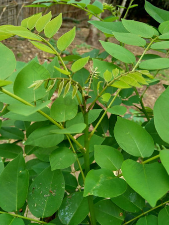 dalbergialatifolia索诺克林萨纳克林紫檀自然背景