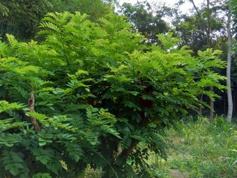 dalbergialatifolia索诺克林萨纳克林紫檀自然背景