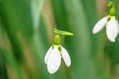 雪花莲花德国花园冬季