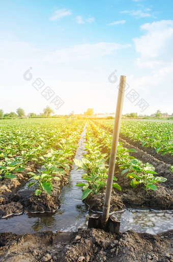 管理浇水过程茄子种植园灌溉运河系统欧洲农场农业有爱心的植物日益增长的食物农业农业综合企业农学<strong>农村农村</strong>
