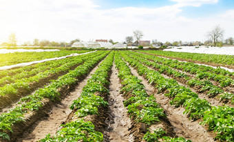 光滑的行年轻的土豆灌木农场场新鲜的<strong>绿色绿色</strong>日益增长的有机蔬菜产品培养护理植物投资<strong>农业</strong>综合企业agrofibre<strong>农业</strong>