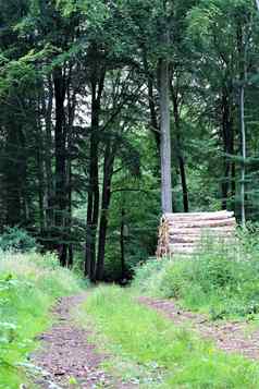 自然路径森林草中位数堆栈木一边