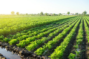 浇水<strong>种植</strong>园景观绿色胡萝卜<strong>土豆</strong>灌木欧洲有机农业日益增长的食物农场日益增长的护理收获agroindustry农业综合企业根块茎农学