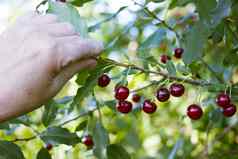 樱桃树收获季节手高级持有brahand高级持有分支红色的成熟的樱桃
