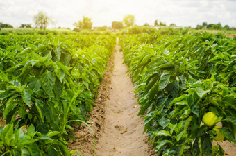 种植园甜蜜的保加利亚贝尔胡椒农业农业培养护理收获成长生产农业产品出售农田植物日益增长的农学
