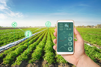 手持有智能手机infographics背景<strong>土豆种植</strong>园场增加效率高收益率创新技术分析数据作物状态