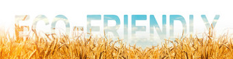 登记环保背景小麦种植园环境友好的收获质量控制黄色的小麦生长土壤环保农业产品