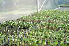 西瓜发芽幼苗植物日益增长的托儿所温室