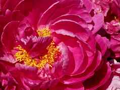 美丽的宏粉红色的牡丹花