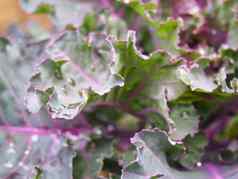 关闭有机紫色的甘蓝叶子雨滴准备好了收获秋天