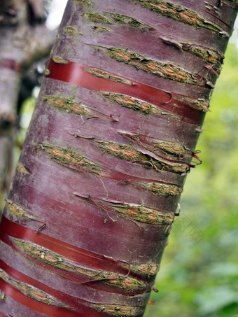 条纹红色的樱桃树树干树皮模糊绿色自然夏天背景