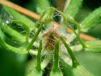 关闭<strong>现</strong>crinitus<strong>现</strong>海南氏菌<strong>现</strong>racemosus芙蓉bodinieri芙蓉骑兵芙蓉十分难看美丽的轮黄色的花自然