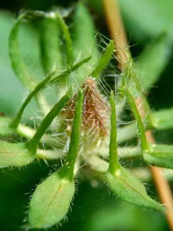 关闭<strong>现</strong>crinitus<strong>现</strong>海南氏菌<strong>现</strong>racemosus芙蓉bodinieri芙蓉骑兵芙蓉十分难看美丽的轮黄色的花自然