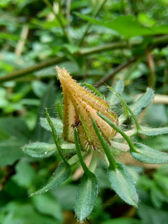 关闭现crinitus现海南氏菌现racemosus芙蓉bodinieri芙蓉骑兵芙蓉十分难看美丽的轮黄色的花自然