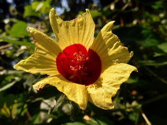 关闭现crinitus现海南氏菌现racemosus芙蓉bodinieri芙蓉骑兵芙蓉十分难看美丽的轮黄色的花自然