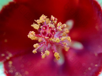 关闭现crinitus现海南氏菌现racemosus芙蓉bodinieri芙蓉骑兵芙蓉十分难看美丽的轮黄色的花自然