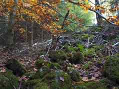 美丽秋天森林背景绿色莫斯蕨类植物巨石石头秋天彩色的下降叶子树分支
