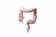 人类大肠解剖模型白色背景