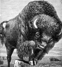 刻图像美国美国野牛动物