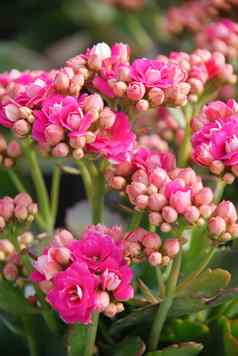 长寿植物粉红色的花长寿Blossfeldiana