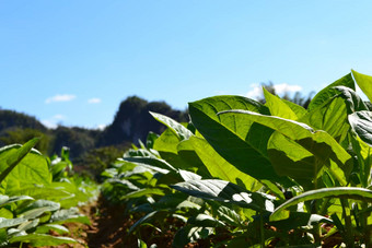 特写镜头<strong>烟草</strong>植物<strong>种植</strong>园土壤山背景