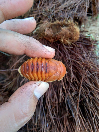 亚洲人的犀牛甲虫椰子犀牛甲虫椰子棕榈犀牛甲虫自然背景动物物种犀牛甲虫家庭金龟子科