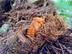 亚洲人的犀牛甲虫椰子犀牛甲虫椰子棕榈犀牛甲虫自然背景动物物种犀牛甲虫家庭金龟子科
