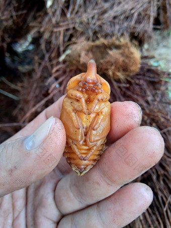 亚洲人的犀牛甲虫椰子犀牛甲虫椰子棕榈犀牛甲虫自然背景动物物种犀牛甲虫家庭金龟子科