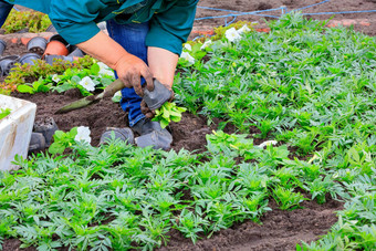 农民植物幼苗花<strong>花圃</strong>独家新闻