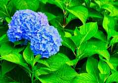 蓝色的绣球花花朵湿绿色叶子