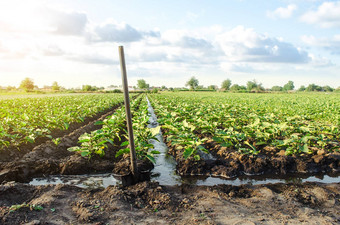 管理浇水过程茄子种植园灌溉运河系统农业农业综合企业农学农村农村欧洲农场农业有爱心的植物日益增长的食物