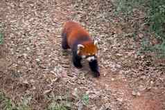 红色的熊猫竹子森林特写镜头照片