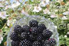 黑莓前面开花黑莓布什