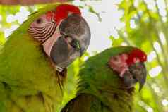 关闭美丽的羽毛色彩斑斓的鸟绿色长翅膀的金刚鹦鹉鹦鹉红色的绿色金刚鹦鹉异国情调的野生动物背景壁纸背景纹理