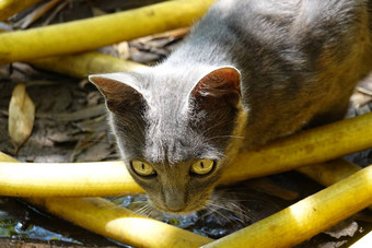 美丽的猫可爱的宠物动物高质量照片