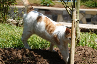 美丽的猫可爱的宠物动物高质量照片