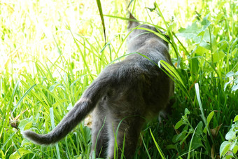 美丽的猫可爱的宠物动物高质量照片