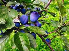 蓝色的成熟的李子水果分支叶子树李子准备好了收获