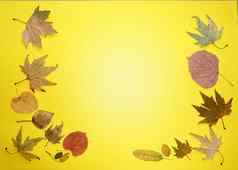 秋天叶子黄色的背景复制空间模型空白