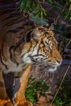 亚洲老虎巴塞罗那动物园西班牙