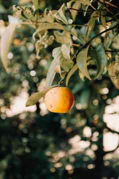 单橙色水果挂树
