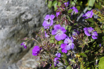 美丽的草地花紫色的天竺葵夏天景观hemsedalBuskerud挪威