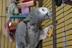 非洲灰色鹦鹉持有玉米粉圆饼芯片