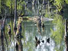 水表面沼泽绿色湖干日志树干树春天边疆地区水景观金小时